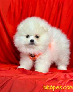 Teddy Face Boo Pomeranian Yavrular 3
