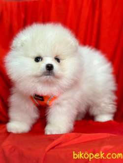 Teddy Face Boo Pomeranian Yavrular 4