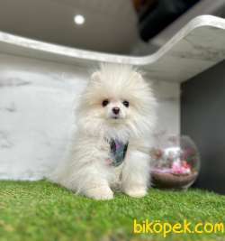Teddy Face Boo Pomeranian Yavrular 3