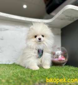Teddy Face Boo Pomeranian Yavrular 2