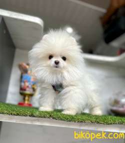 Teddy Face Boo Pomeranian Yavrular 1