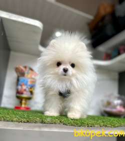 Teddy Face Boo Pomeranian Yavrular 4