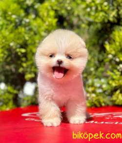 Teddy Face Boo Pomeranian Yavrular 4