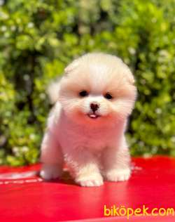 Teddy Face Boo Pomeranian Yavrular 3