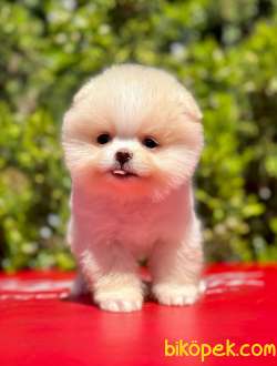 Teddy Face Boo Pomeranian Yavrular 2