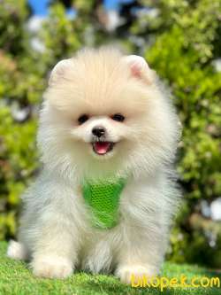 Teddy Face Boo Pomeranian Yavrular