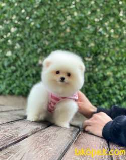 Teddy Face Dişi Pomeranian Boo 2