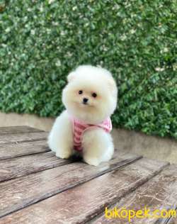 Teddy Face Dişi Pomeranian Boo 3