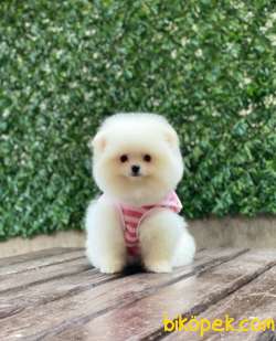 Teddy Face Dişi Pomeranian Boo