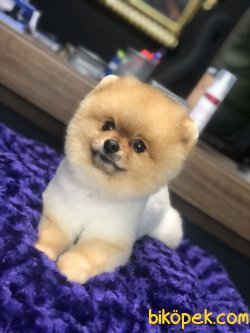 TEDDY FACE ERKEK POMERANIAN BOO 3