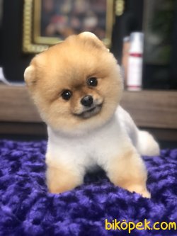 TEDDY FACE ERKEK POMERANIAN BOO 1