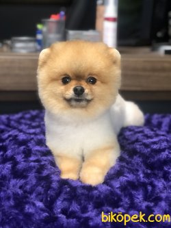 TEDDY FACE ERKEK POMERANIAN BOO 2