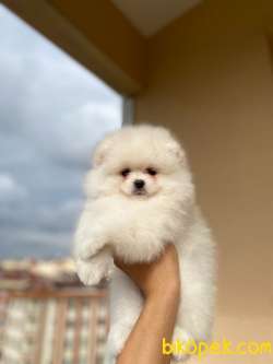 Teddy Face Garantili Disi Orjinal Pomeranian 2