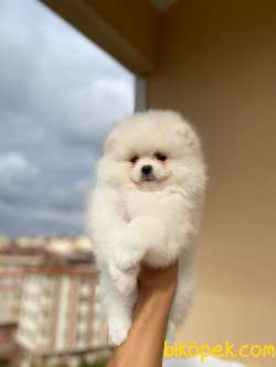 Teddy Face Garantili Disi Orjinal Pomeranian 3