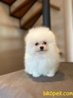 Teddy Face Garantili Disi Orjinal Pomeranian 1