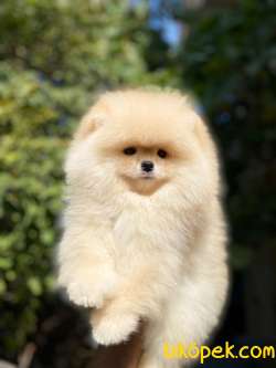Teddy Face Garantili Disi Orjinal Pomeranian 2