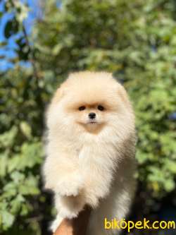 Teddy Face Garantili Disi Orjinal Pomeranian 1