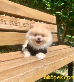 Teddy Face Gülen Surat Boo Pomeranian Yavrular 2
