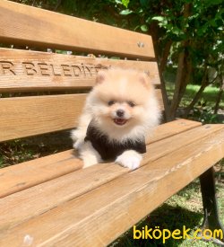 Teddy Face Gülen Surat Boo Pomeranian Yavrular 3