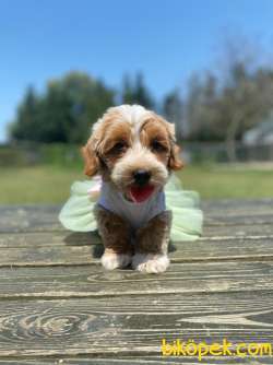 Teddy Face Maltipoo Bebeklerimiz 2