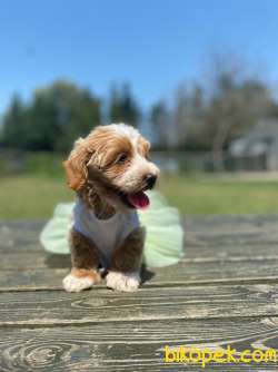 Teddy Face Maltipoo Bebeklerimiz 3
