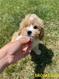 Teddy Face Maltipoo Yavrular 1