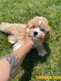 Teddy Face Maltipoo Yavrular 3