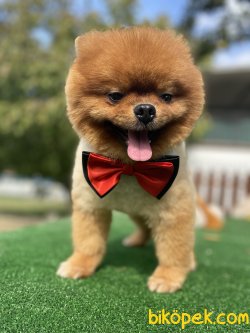 HARİKA TEDDY BEAR FACE ORJİNAL BOO 1