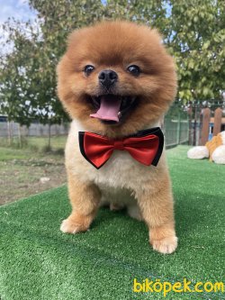 HARİKA TEDDY BEAR FACE ORJİNAL BOO 3