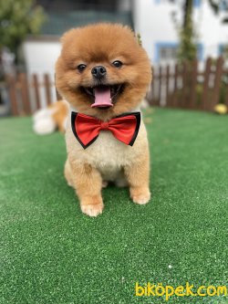 HARİKA TEDDY BEAR FACE ORJİNAL BOO 2