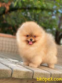 Teddy Face Orjinal Pomeranian Boo 3
