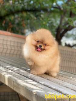 Teddy Face Orjinal Pomeranian Boo 2