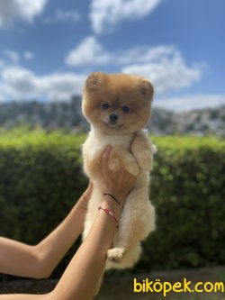 Ayı Surat Pomeranian Boo 2