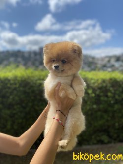 Ayı Surat Pomeranian Boo 1