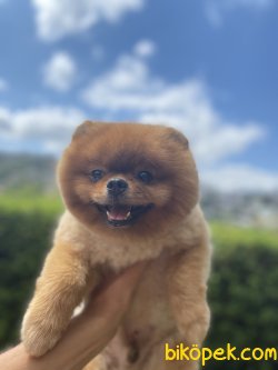 Teddy Face Pomeranian 2