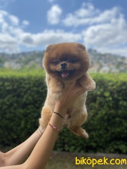 Teddy Face Pomeranian 1