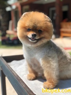 Teddy Face Pomeranian 3