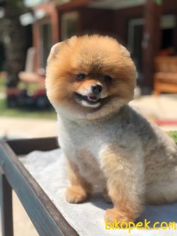 Teddy Face Pomeranian 2