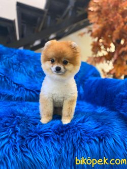TEDDY FACE POMERANIAN BOO 2