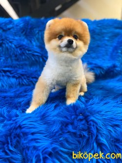 TEDDY FACE POMERANIAN BOO 3