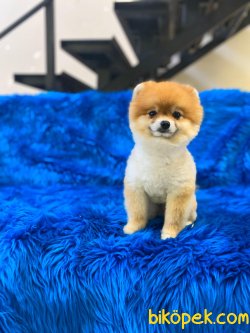 TEDDY FACE POMERANIAN BOO 1
