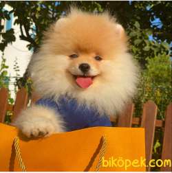 TEDDY FACE POMERANİAN BOO BEBEKLER 1