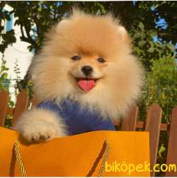 TEDDY FACE POMERANİAN BOO BEBEKLER 3