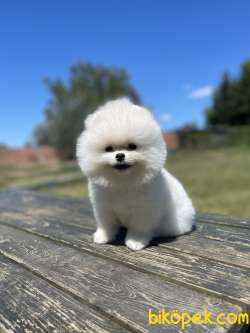 Teddy Face Pomeranian Boo Bebeklerimiz 2