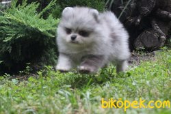 TEDDY FACE POMERANIAN BOO OZE RENK YAVRULAR 3