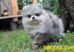 TEDDY FACE POMERANIAN BOO OZE RENK YAVRULAR 2