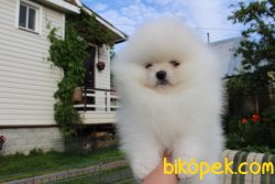 TEDDY FACE POMERANIAN BOO YAVRULAR 3