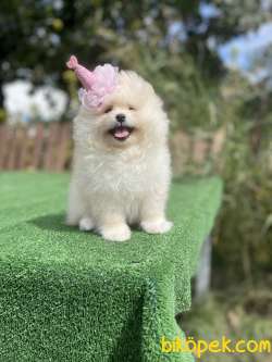 Teddy Face Pomeranian Boo Yavrular 3