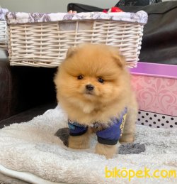 TEDDY FACE POMERANIAN BOO YAVRULARIMIZ 4