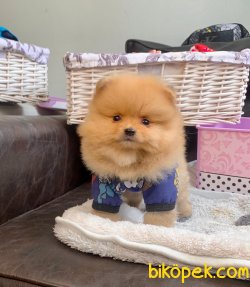 TEDDY FACE POMERANIAN BOO YAVRULARIMIZ 3